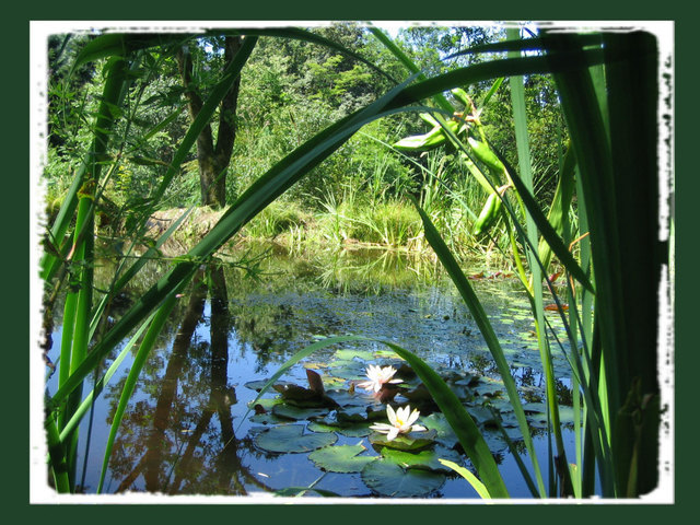 Diesen romantisch wirkenden Teich habe ich im Botanischen Garten in Frankenburg, fotografiert.