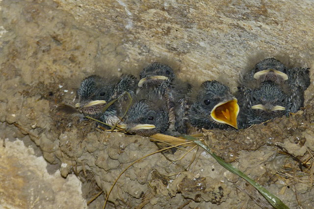 Für diesen Schnappschuss bin ich unter "lebensgefährlichen Umständen" ;- ) auf unserer Aufstallung herumbalanciert. Aber die Mühe hat sich gelohnt und die Kamera ist heil! Was das Wichtigste ist: Schwalben bringen Glück im Stall ...