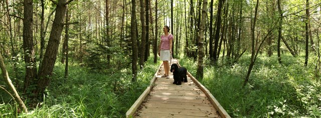 Der ausgebaute Moorlehrpfad in Franking am Holzöstersee. | Foto: Tourismus/Röbl