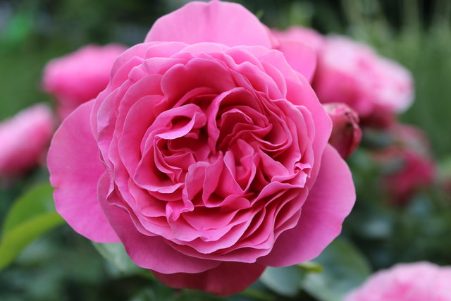 Ich finde Rosen sind einfach herrlich zum "Anschauen" und fotogfrafieren.