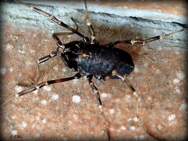 Diese dunkle Variante war zur selben Zeit am selben Ort wie die Variante im vorherigen Beitrag ... Was meint ihr? Liebe Grüße, Birgit