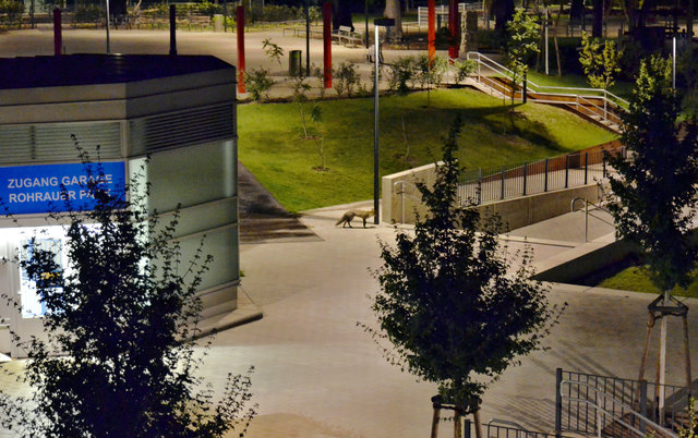 Fast jede Nacht zwischen 1 und 2 Uhr spaziert unser Füchslein nun schon das zweite Jahr durch den Rohrauerpark. Manchmal auch mit PartnerIn.