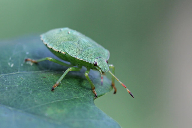 ... Jugendform,der Grünen Stinkwanze 'Palomena prasina' Auch als Gemeine Stinkwanze oder Gemeiner Grünling bezeichnet,ist eine Wanze aus der Familie der Baumwanzen 'Pentatomidae'
