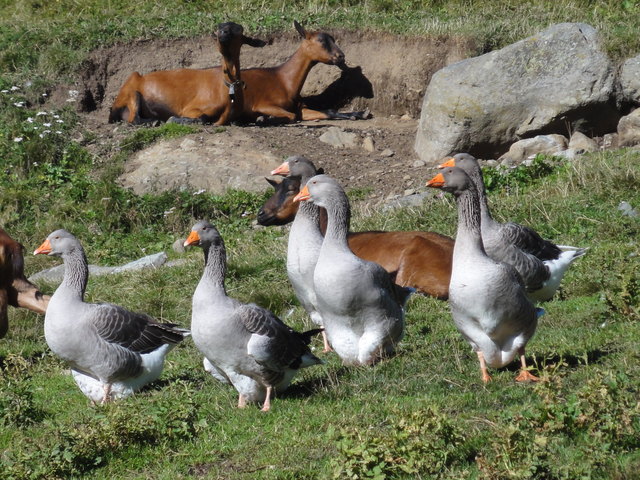 gesehen im Langtauferertal (Vinschgau)