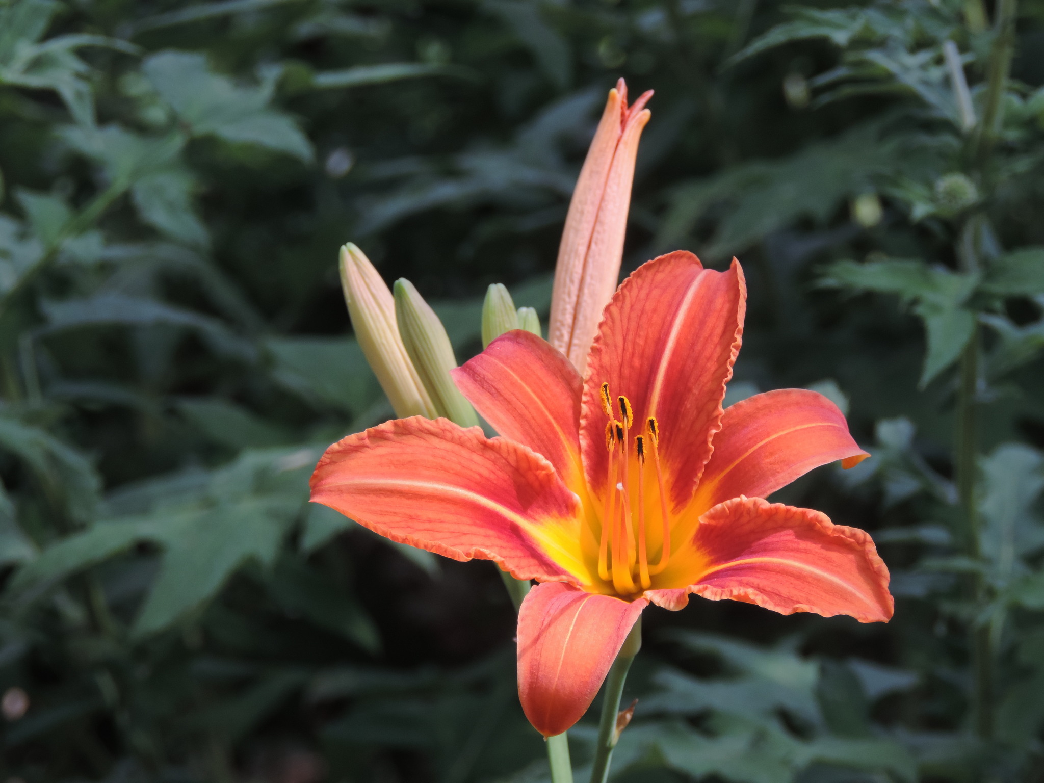 Die Lillie die nur einen Tag blüht Hollabrunn Die Lillie die nur einen Tag blüht Hollabrunn