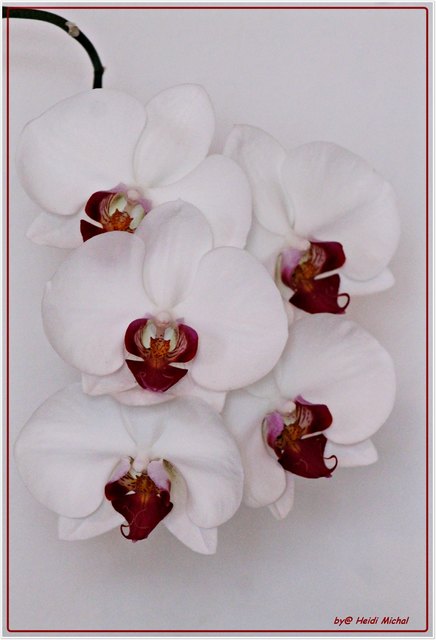 Die Gattung Phalaenopsis gehört zur Familie der Orchideen (Orchidaceae) und umfasst eine Vielzahl exotischer Arten. Der botanische Name leitet sich von den griechischen Wörtern phalaina (φάλαινα; zu dt. wörtl. „Nachtfalter“) und opsis (ὄψις; zu dt. wörtl. „Anblick“) ab, da ihre Blüten an tropische Nachtfalter erinnern. Im deutschen Sprachraum werden diese Orchideen „Nachtfalter-Orchidee“ oder „Malaienblume“ genannt.