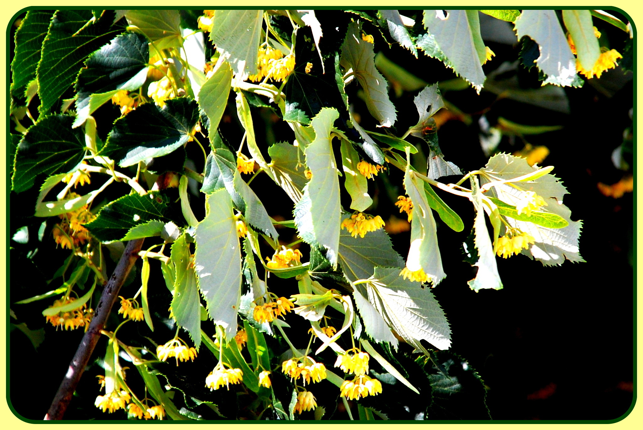 Blühende Linde Leopoldstadt