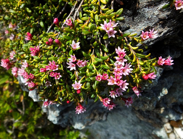 Die Gams-, Gems- oder Gämsheide (Loiseleuria procumbens, Syn. Kalmia procumbens), auch Alpenazalee, Alpenheide, Hirschheiderich oder Felsenröschen genannt, ist eine ausdauernde, immergrüne Alpenpflanze von niederliegendem Wuchs. Sie gehört zur Familie der Heidekrautgewächse und ist die einzige Art der Gattung Loiseleuria, die nach dem französischen Botaniker Jean Louis Auguste Loiseleur-Deslongchamps (1774–1849) benannt ist. Die Art ist vermutlich schon im Tertiär entstanden.(aus Wikipedia)