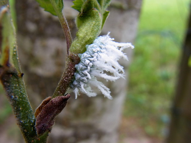Ich dachte zuerst, es ist eine zarte Vogelfeder. Erst am PC habe ich gesehen, dass es eine Raupe ist - und gleich recherchiert