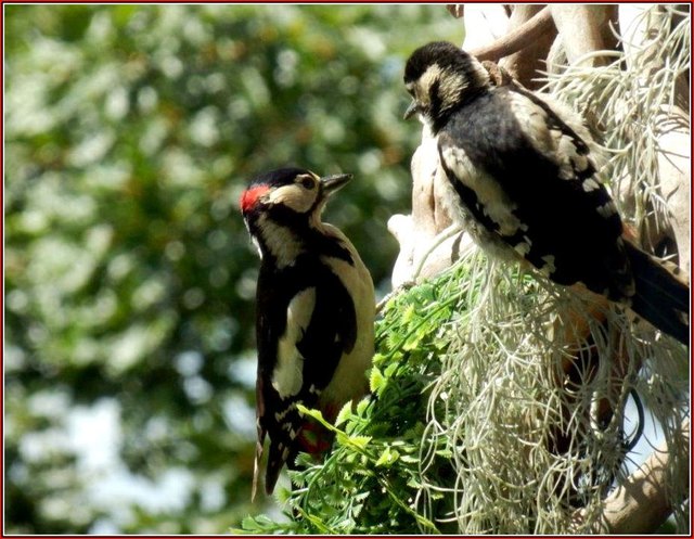 Die Fürsorge geht über die Nestlingszeit hinaus ....