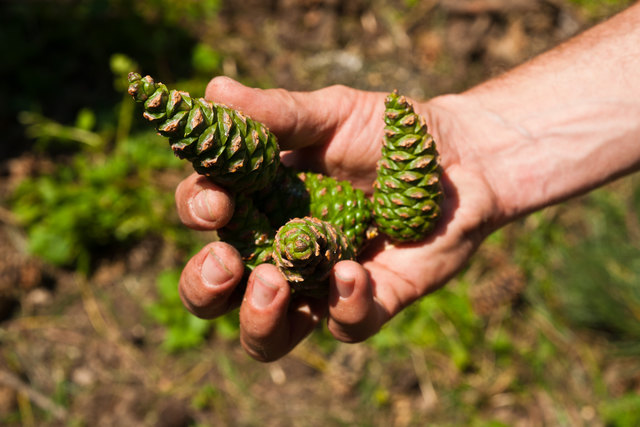 Das Waldbier 2014 wird aus den Zapfen der Schwarzkiefer gewonnen.