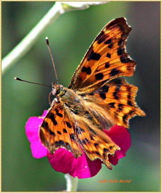 ...ist dieser Schmetterling!