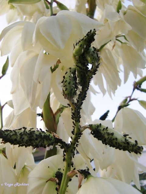 So wie bei der Pfingstrose werden die Knospen der   Yuccablüte auch von den Ameisen besucht.