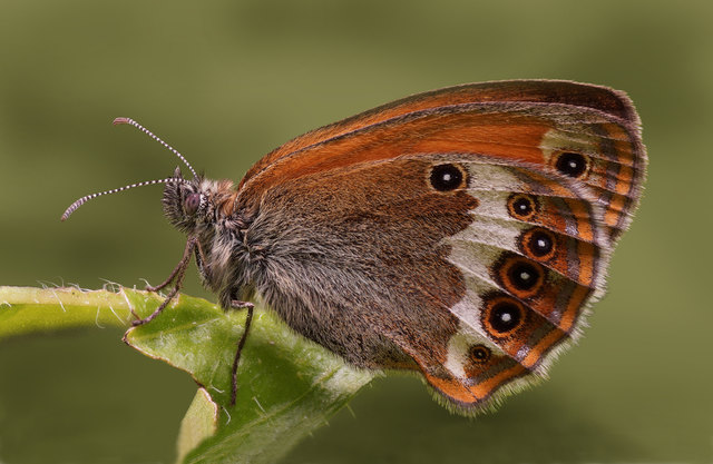 Ich vermute es handelt sich um ein "Weißbindiges Wiesenvögelchen". Ich habe bei dem Bild erstmals Focus stacking angewandt, um auch die Fühler scharf abzubilden. Das Foto besteht aus 10 Aufnahmen, bei denen immer ein anderer Bereich fokussiert wurde.