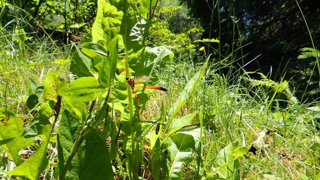 Die Sichelwespe ist erstaunlich. Sie 'steht' im Fluge, die langen Beine hängen nach unten, der hintere Körperteil fast waagrecht gestreckt, die langen Fühler leicht nach hinten gebogen.