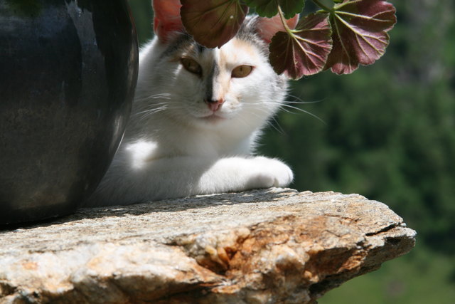 Katze für die Aufnahme beim Mittagsschlaf gestört. Ort: Finkalm (1385 m) im Untersulzbachtal