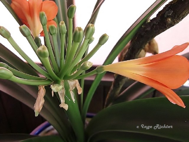 Clivia schon verblüht , nur mehr 2 Blüten.......