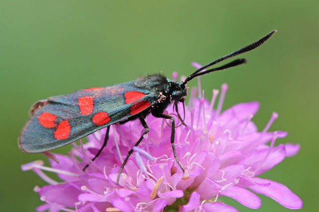 ... 'Zygaena filipendulae' auch Blutströpfchen genant, ist ein Schmetterling (Nachtfalter) aus der Familie der Widderchen 'Zygaenidae' ... Spannweite 30 - 38 mm.