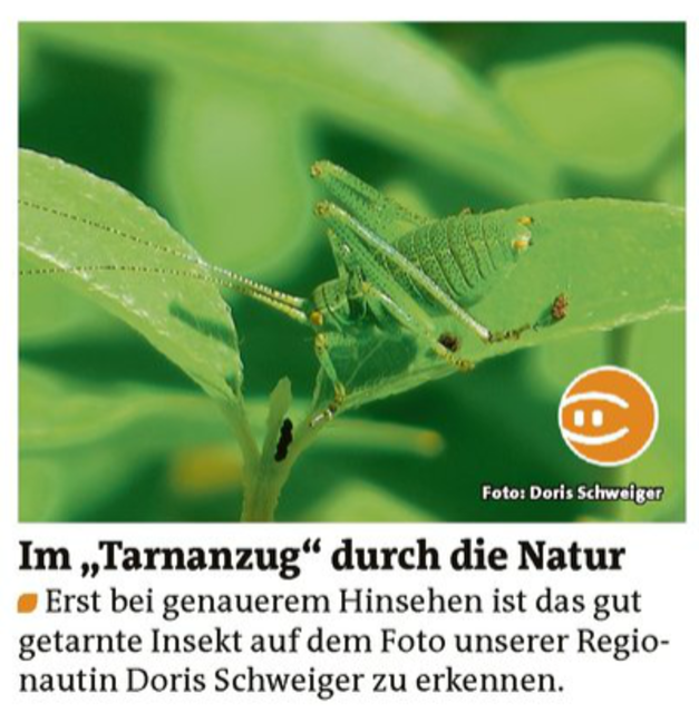 Bezirksblätter Amstetten