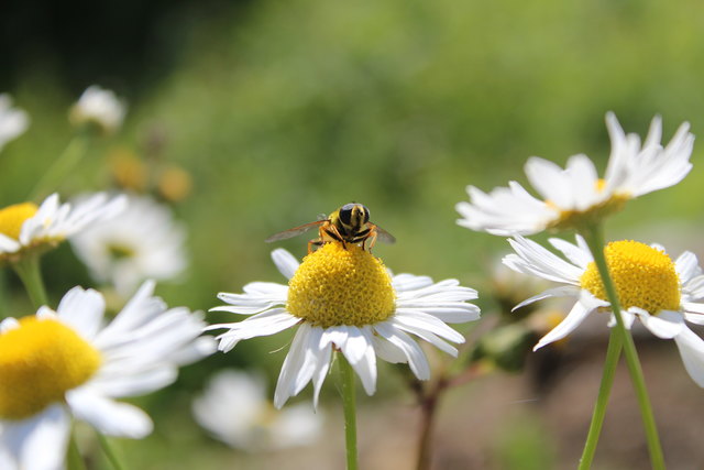 Jetzt bin ich gestärkt von diesen gesunden Kamillen-Pollen, dann kann es ja losgehen,.. ABFLUG...
