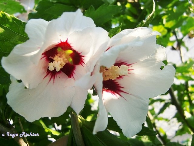 Hibiskusblüten in Doppelpack