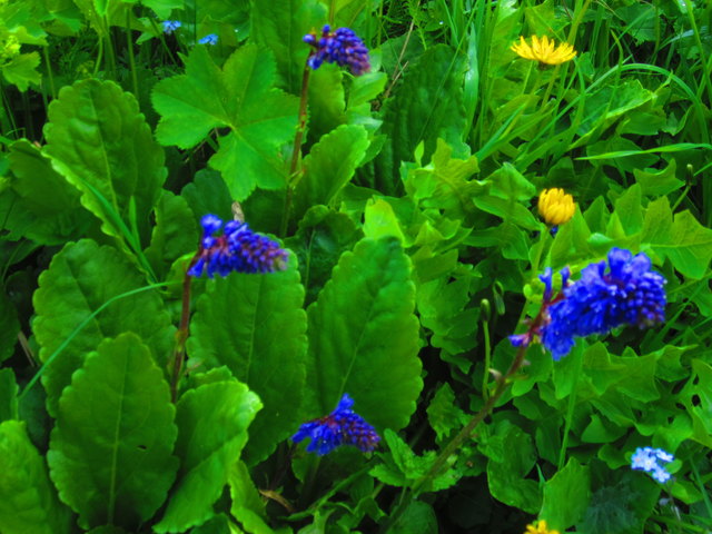 Die Wulfenia, eine Blume, die nur am Naßfeld vorkommt, ist streng geschützt