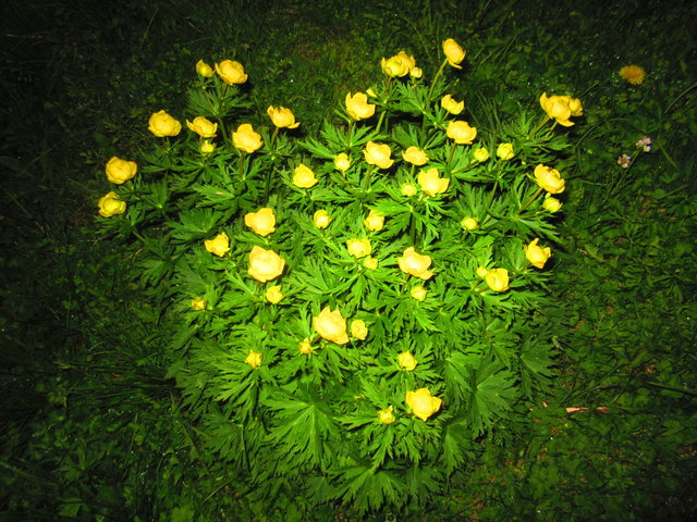 Ein El Dorado für Botaniker ist derzeit das Naßfeld, nicht  nur wegen der einzigartigen Wulfenia.