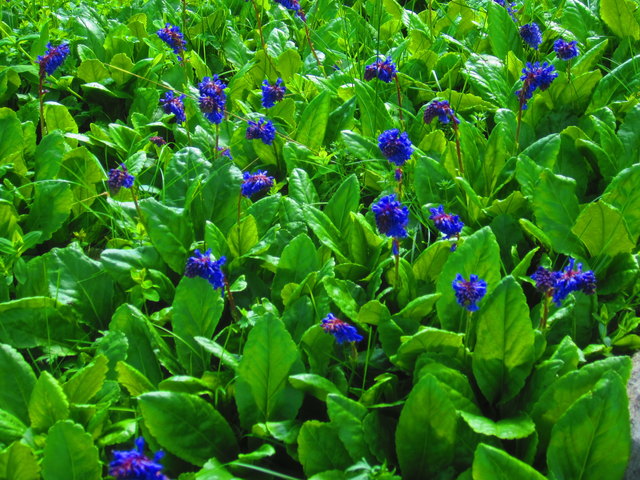 Die Wulfenia, ein Juwel der Karnischen Region, am Naßfeld. Schön und einzigartig.