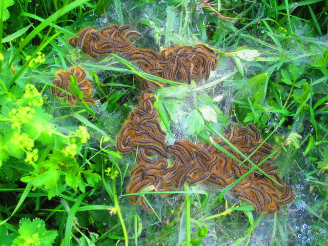 Welche Geschöpfe wohl aus diesem "Raupennest" schlüpfen?