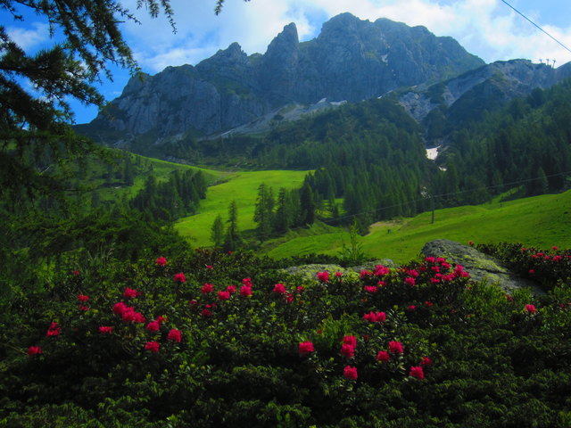 Auch der Almrausch blüht bereits, im Hintergrund der Gartnerkofel.