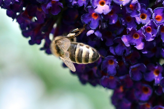 Zum Glück keine Läuse, sondern nur Bienen, Bienen, Bienen, Bienen, Bienen,  was will man mehr