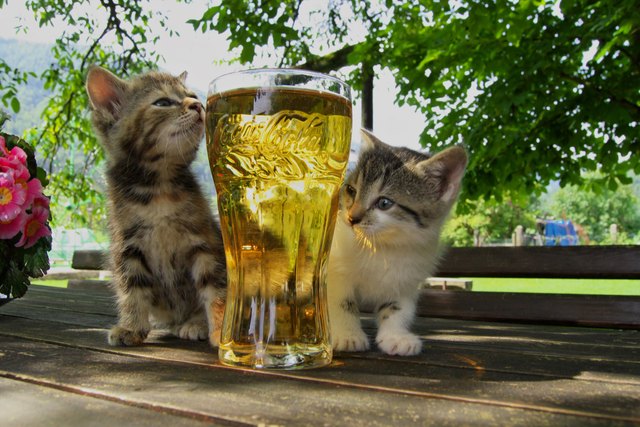 .....ah so.....des is gor net unser bestellte Halbe...