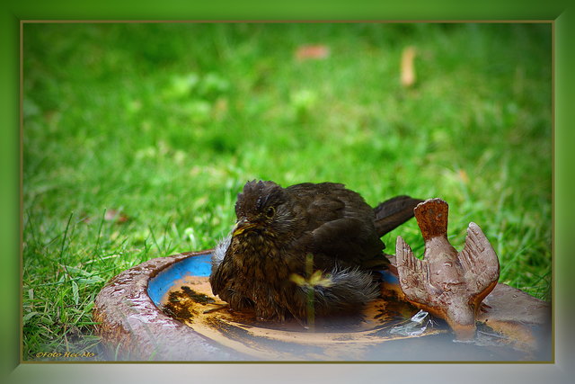 Das Vogelbad steht direkt neben unserem Sitzplätzchen im Garten. Sie sind gar nicht scheu!!