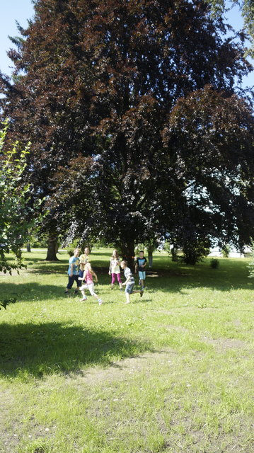 Die Kinder der Koloniegasse spielen gern unter der mächtigen Rotbuche. Bei Erteilung des Baubescheides wird sie gefällt.