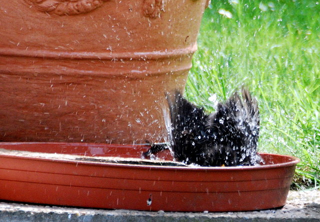 Ein Brustfleck macht diese Amsel mitten ins Vogelbad .. das macht Spaß !
