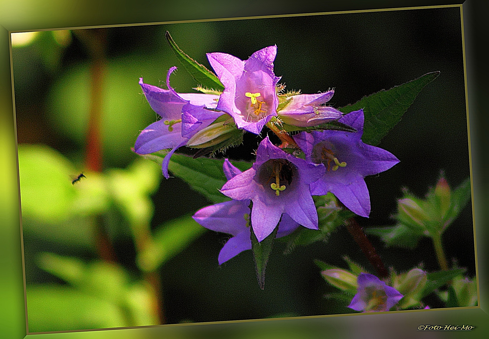 41+ Glockenblume Im Garten, In polster bildender oder boden