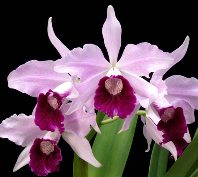 Die Nationalblume Brasiliens heißt Laelia purpurata "Rosada" und wurde von Richard Holy gezüchtet. | Foto: Richard Holy