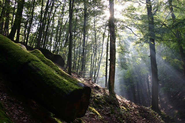 Der Wald als Lebensraum wird für Kinder durch einen Spaziergang und einen Kinofilm erfahrbar gemacht. | Foto: m-haus