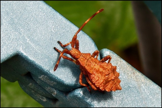Sie vergeht sich zwar an unseren Beeren, aber es sei ihr vergönnt. Ein Viecherl, das so urtümlich aussieht wie dieses, wird man wohl nicht mehr umerziehen können..