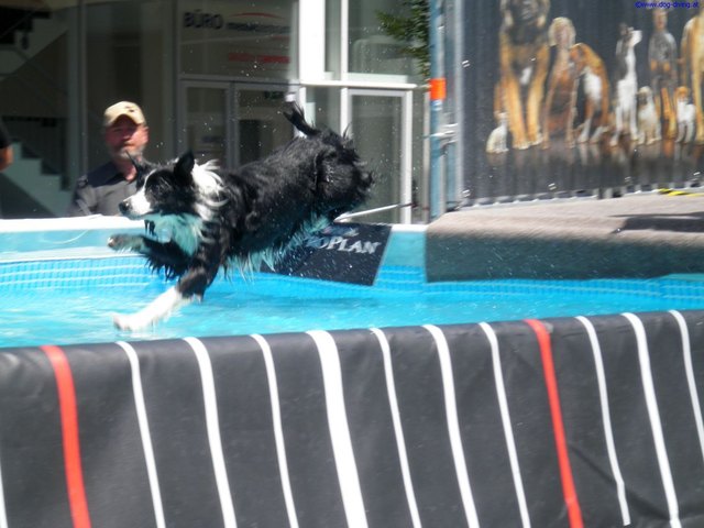 Bei der Internationalen Rassehundeausstellung gibt es auch wieder Dog Diving | Foto: ÖKV