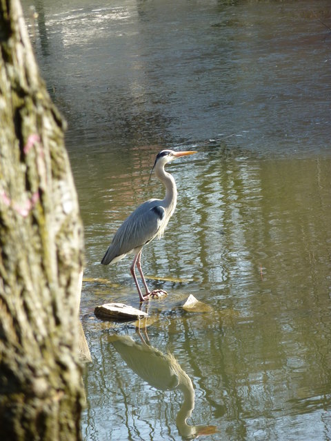Türkenschanzpark: Die Tiere genießen den Frühling im Wasser des Parks.