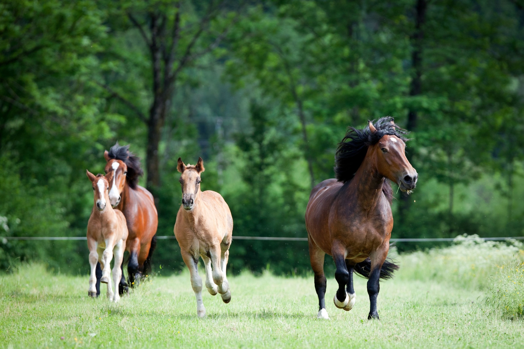 Kosten für Pferdehaltung steigen um 24 Euro pro Monat - Enns