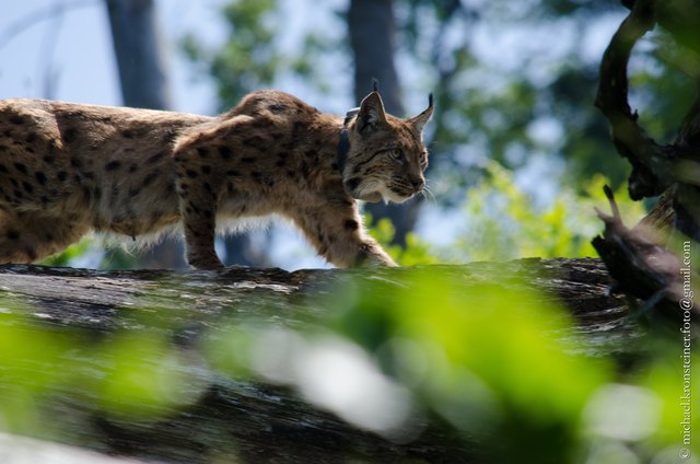 Luchsin Kora pirscht sich wieder an die Wurfhöhle an um die Jungen in Sicherheit zu bringen. | Foto: ÖBF AG/Kronsteiner