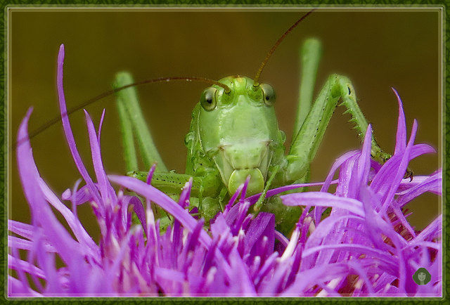 Grünes Heupferd (Tettigonia viridissima)