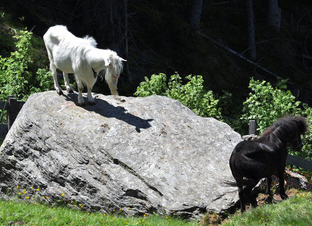 Bock Rudi auf der Aldranser Alm mit seinem Ponyfreund, nur Rudi´s Schatten ist auch schwarz ! Foto(c) Skamen