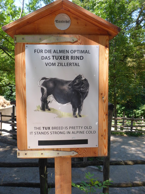 Das "Rinder", Gott sei Dank für uns auf dem Land noch altäglich, im Tiergarten zur schau gestellt werden.