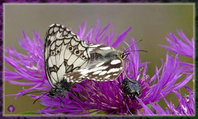 Schachbrettfalter- und Trauerrosenkäfer-Pärchen auf der Flockenblume....