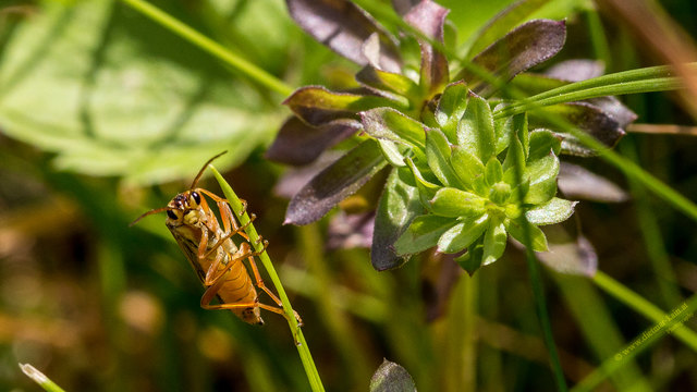 Echten Blattwespen (Tenthredinidae) bilden eine Familie der