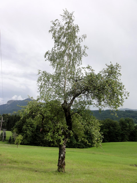 Birke auf Apfelbaum, seit 10 Jahren innig verbunden