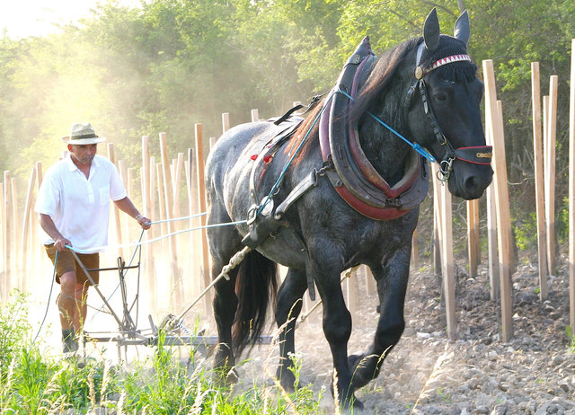 Die Arbeit in Weingärten gehören für Robert Müllner und seinen "Buam" zu den eher leichten Übungen.